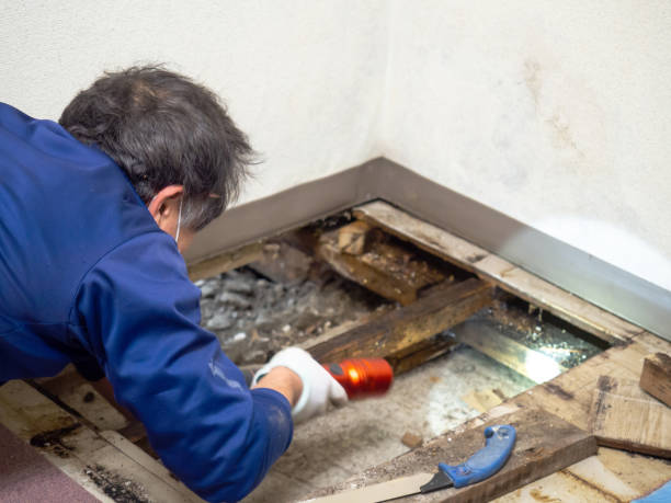 Best Local Mold Removal Service  in Gold Beach, OR