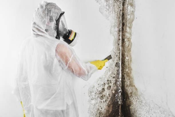 Mold Removal and Inspection in Gold Beach, OR