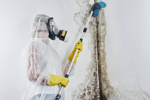Best Black Mold Removal  in Gold Beach, OR