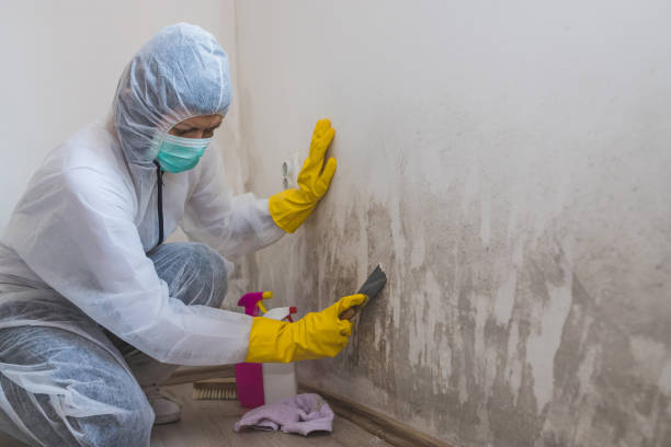 Best Certified Mold Removal  in Gold Beach, OR