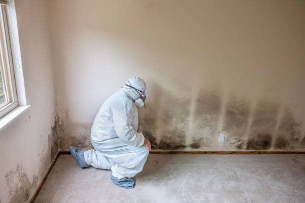 Office Mold Removal Services in Gold Beach, OR