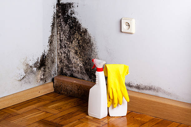 Home Mold Removal in Gold Beach, OR