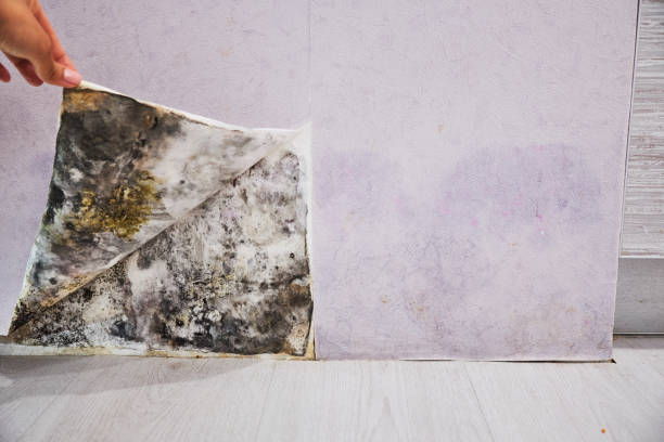 Best Best Mold Removal Companies  in Gold Beach, OR